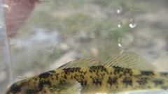 Etheostoma podostemone