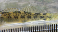 Etheostoma podostemone