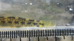 Etheostoma podostemone