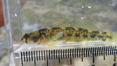 Etheostoma podostemone