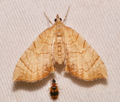 Eulithis luteolata