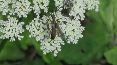 Stenocorus meridianus