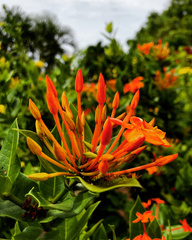 Rubiaceae