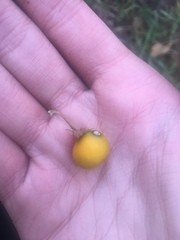 Solanum carolinense