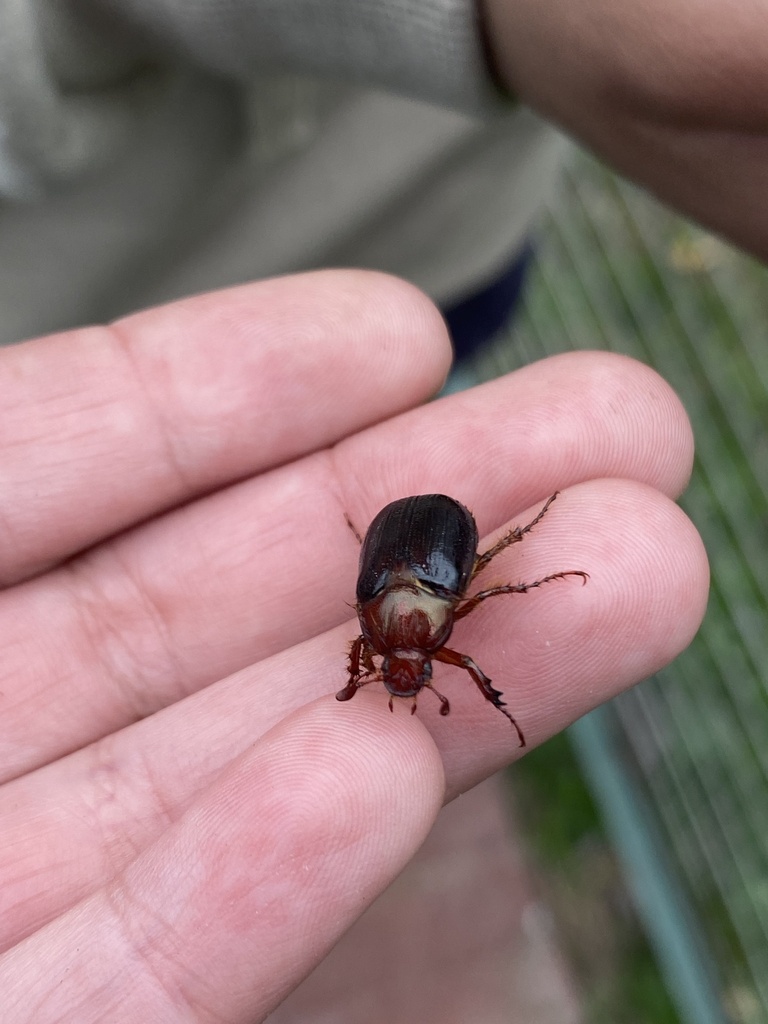 Aulacopalpus ciliatus