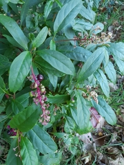 Phytolacca americana