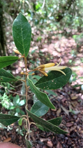 Styrax ochraceus (Styrax ochraceus)