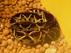 Bothrops jararacussu