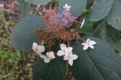 Hydrangea aspera