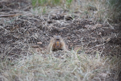 Geomys bursarius