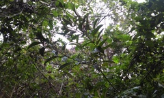 Miconia galeottii