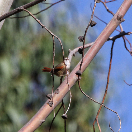 Creamy-crested Spinetail (Cranioleuca albicapilla)