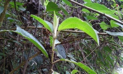 Miconia galeottii