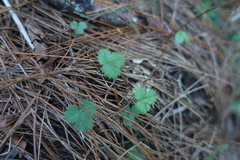 Potentilla matsumurae