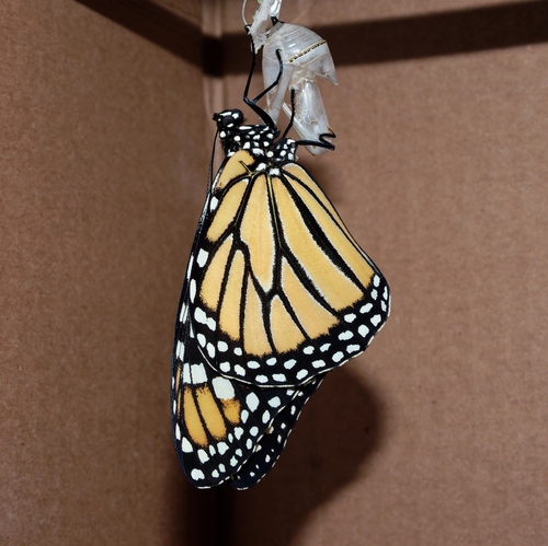 Migratory Monarch photographed in Illinois