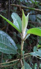 Miconia galeottii