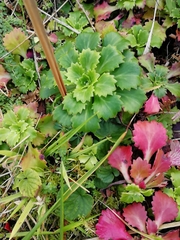 Saxifraga spathularis