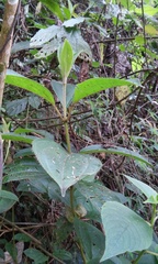 Miconia galeottii