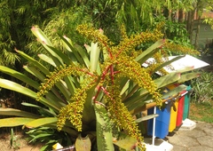Aechmea ramosa