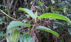 Miconia galeottii