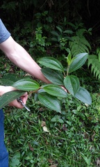 Miconia galeottii