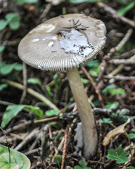 Amanita submembranacea