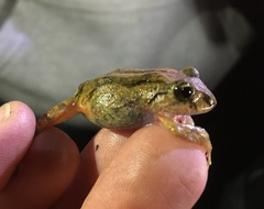 Pristimantis bogotensis