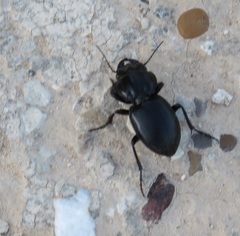 Pasimachus californicus