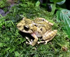 Pristimantis bogotensis