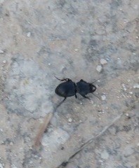 Pasimachus californicus