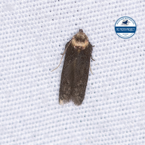 Asaphocrita aphidiella photo 5