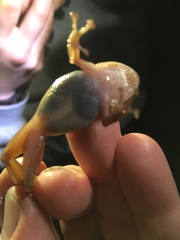 Pristimantis bogotensis