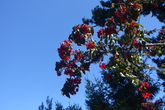Viburnum betulifolium