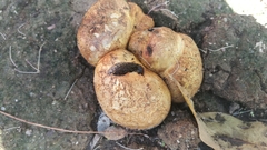 Rhizopogonaceae