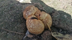 Rhizopogonaceae