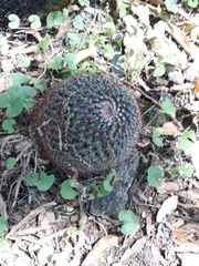 Mammillaria rhodantha fera-rubra