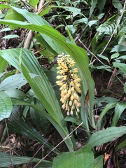 Calanthe formosana