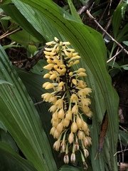Calanthe formosana