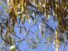 Amyema miquelii