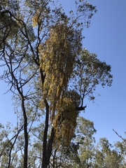 Amyema miquelii