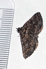 Chrysolarentia trygodes