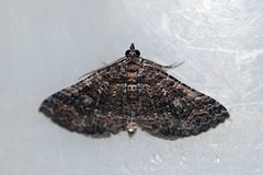 Chrysolarentia trygodes