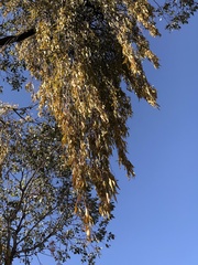 Amyema miquelii
