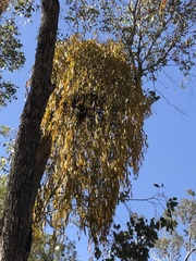 Amyema miquelii