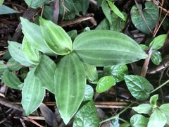 Goodyera foliosa