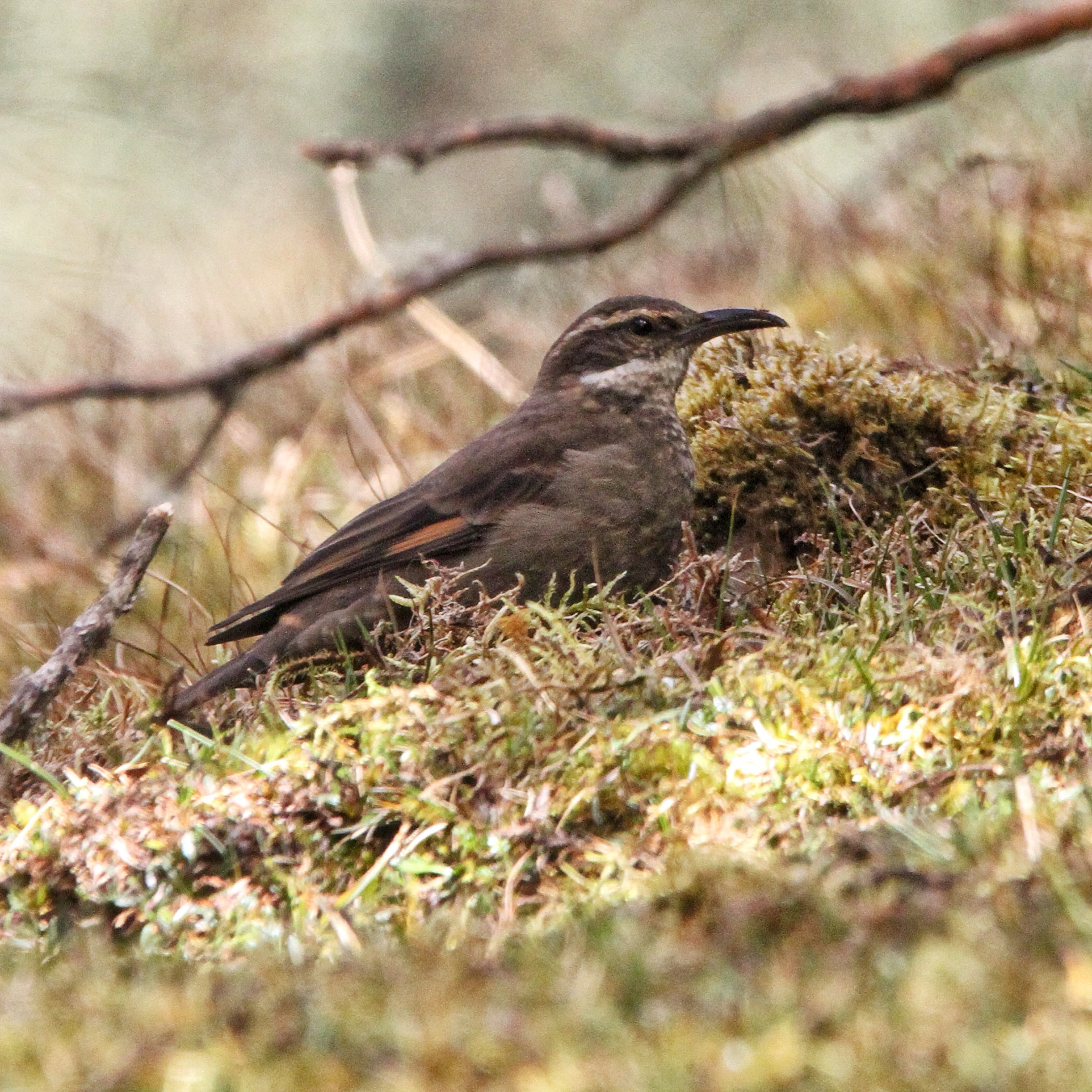 Royal Cinclodes (Cinclodes aricomae), photo 1