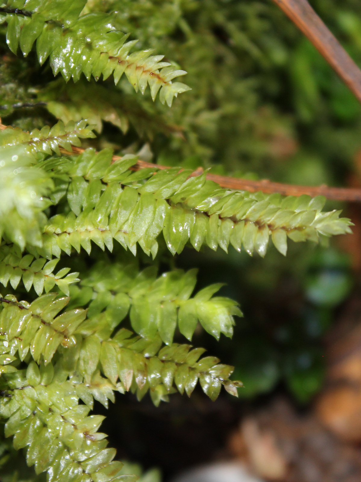 Compost Plant Spore Cyathophorum bulbosum - Growing Guide & Care Tips | BioGardens.org