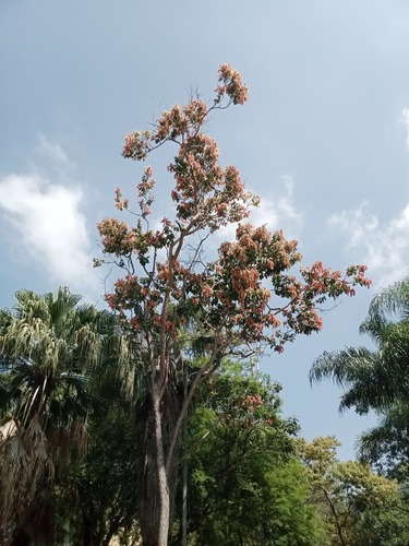 Triplaris cumingiana, photograph 5