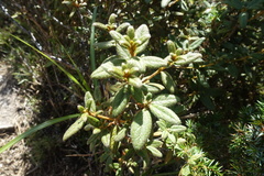 Rhododendron rubropilosum taiwanalpinum