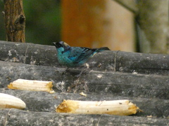 Chalcothraupis ruficervix